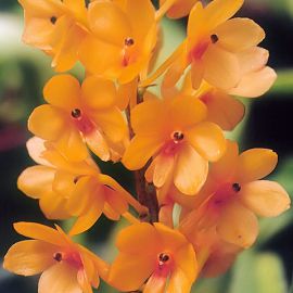 Ascocentrum garayi (vanda garayi)