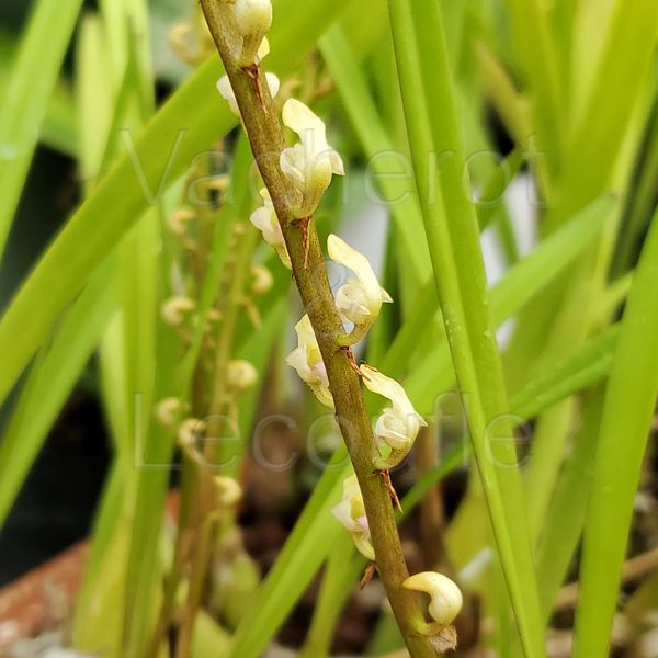 Bulbophyllum erectum