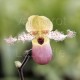 Paphiopedilum moquetteanum