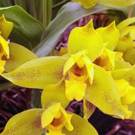 Lycaste (Golden Ray x aromatica)