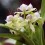 Prosthechea fragrans (syn. Encyclia)
