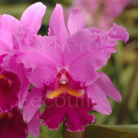 Fiche de culture de l'orchidée CATTLEYA, Laeliocattleya, Brassocattleya, Potinara et autres hybrides de Cattleya, Laelia