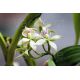 Prosthechea chacaoensis (syn. Encyclia)
