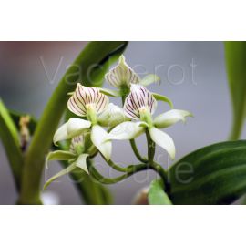 Prosthechea chacaoensis (syn. Encyclia)