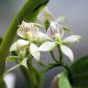Prosthechea chacaoensis (syn. Encyclia)