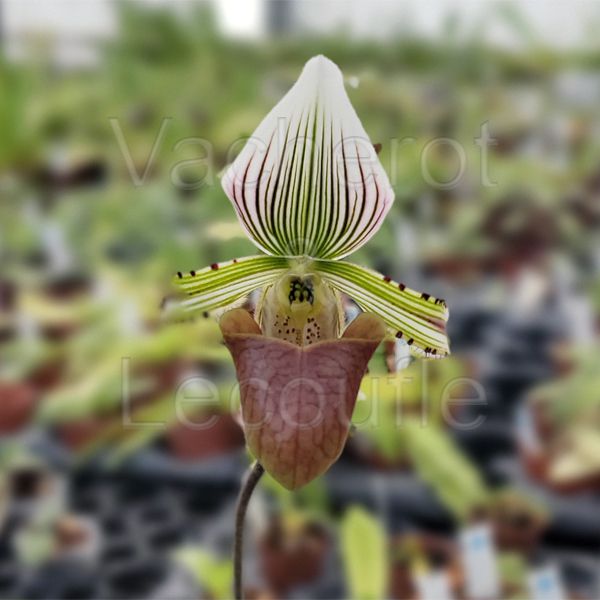 Paphiopedilum hennisianum