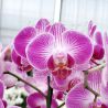 Phalaenopsis Bing