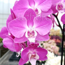 Phalaenopsis Maro