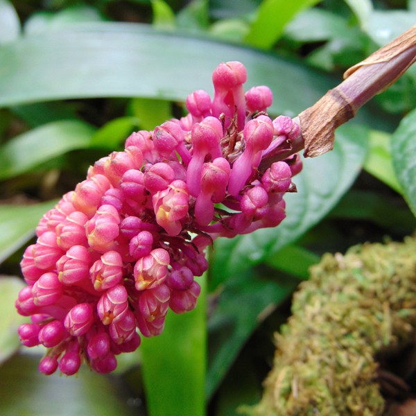 Robiquetia cerina