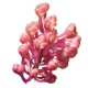Robiquetia cerina