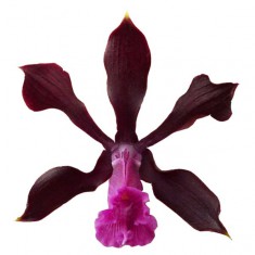 Encyclia atrorubens