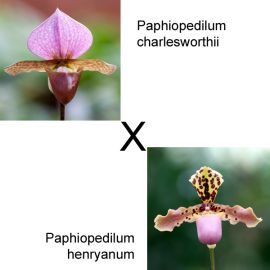 Paphiopedilum Dolls' Kobold