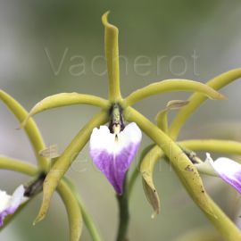 Prosthechea brassavolae (syn. Panarica)