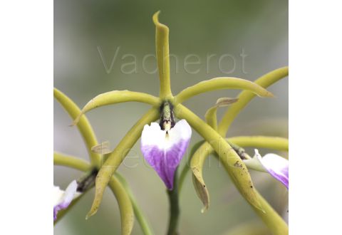 Prosthechea brassavolae (syn. Panarica)