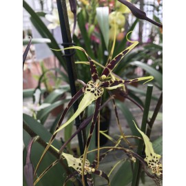 Brassia Toscane