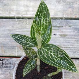 Ludisia discolor var. alba