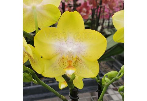Phalaenopsis Arezzo
