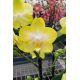 Phalaenopsis Arezzo