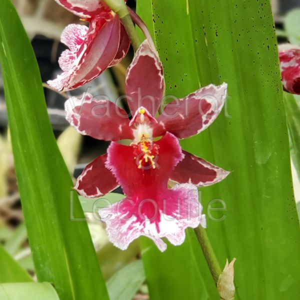Cambria Barrocco 'Red'