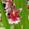 Cambria Barrocco 'Red'