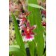Cambria Barrocco 'Red'