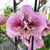 Phalaenopsis Andorre