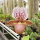 Paphiopedilum Dolls' Kobold