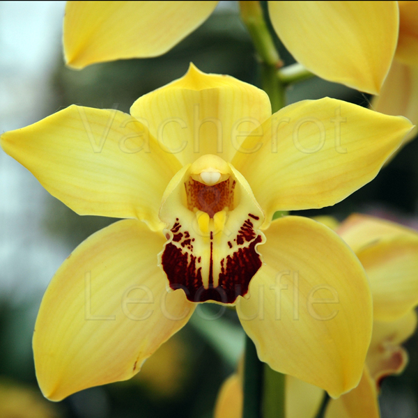 Cache Pot - Spécial Orchidées - Orchidees vacherot