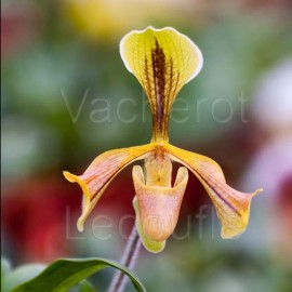 Paphiopedilum villosum