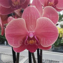 Phalaenopsis Narbonne