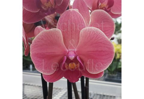 Phalaenopsis Narbonne