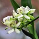 Fiche de culture de l'orchidée PROSTHECHEA de climat tempéré (anciennement Encyclia)