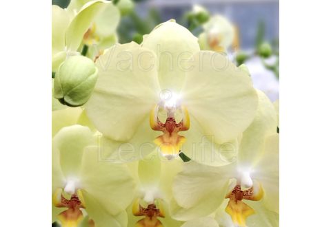 Orchidée phalaenopsis avec sont cache pot – Commerces de la  Chartre-sur-le-Loir