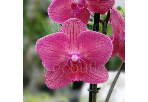Phalaenopsis Ruby Flash