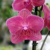 Phalaenopsis Ruby Flash
