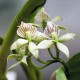Fiche de culture de l'orchidée PROSTHECHEA de climat tempéré (anciennement Encyclia)