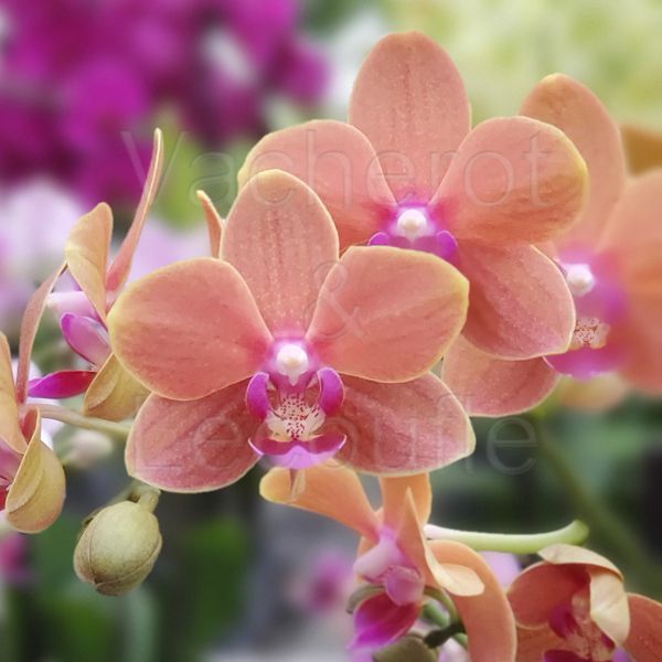 Phalaenopsis Paprika