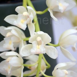Cymbidium Sarah Jean 'Ice Cascade'