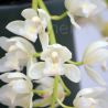 Cymbidium Sarah Jean 'Ice Cascade'