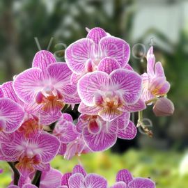 Orchidée Phaleanopsis 50 cm H + cache pot - Plantes d'intérieur - Plantes  fleurie intérieur et extérieur - Vif, France - Boutique de Papyrus Fleurs