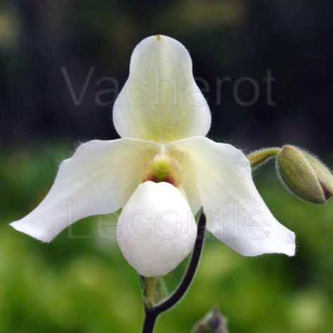 Paphiopedilum Deperle