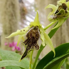 Orchidée Phaleanopsis 50 cm H + cache pot - Plantes d'intérieur - Plantes  fleurie intérieur et extérieur - Vif, France - Boutique de Papyrus Fleurs
