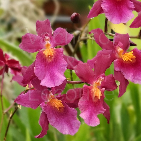 Cambria Tahitian Dancer (Aliceara)