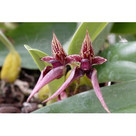 Bulbophyllum Hans' Delight