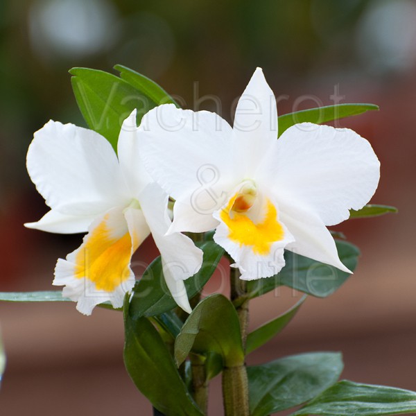 Dendrobium formosum