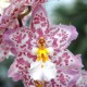 Fiche de culture de l'orchidée CAMBRIA (Odontoglossum),  Burrageara, Cochlioda, Colmanara, Odontioda, Odontonia, Vuylstekeara