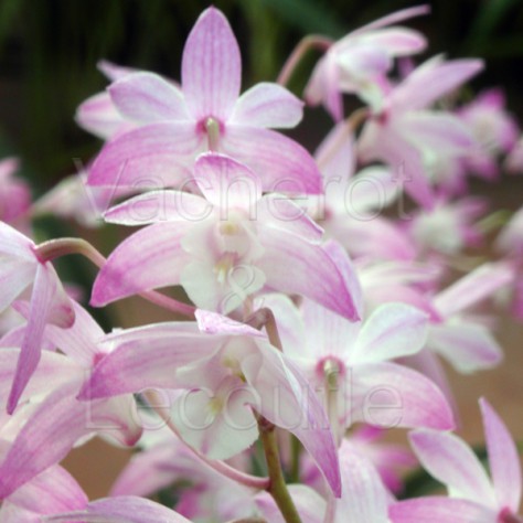 Dendrobium kingianum