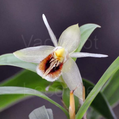 Coelogyne fimbriata