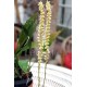 Dendrochilum cobbianum