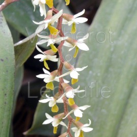 Dendrochilum cobbianum